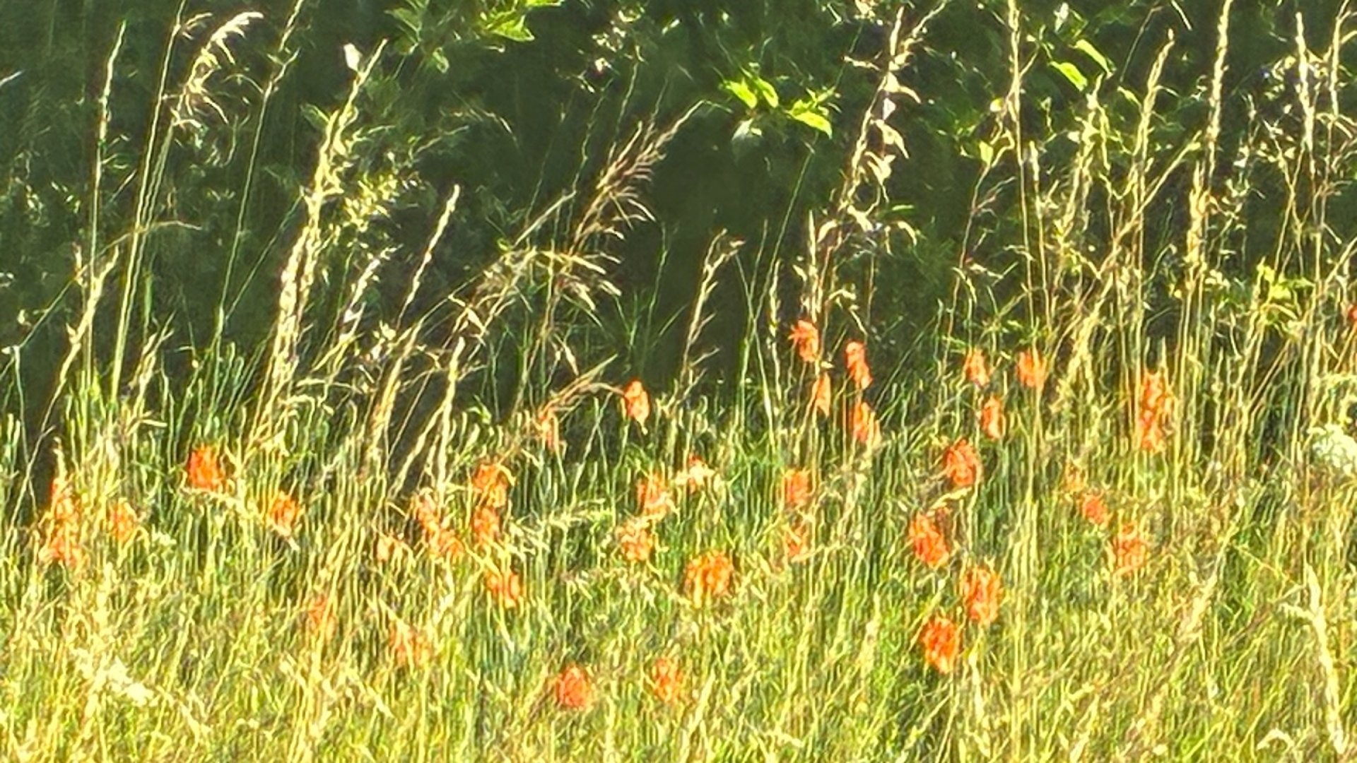 Blomsteräng med Vallmo