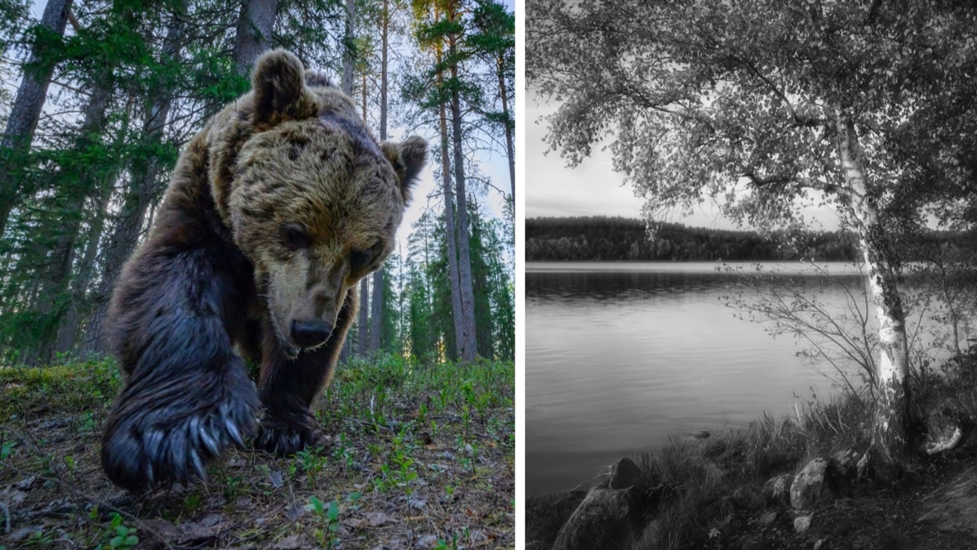Fotografier av Kjell Westerberg och Ingela Karjel. Till vänster en björn i en skog av Kjell och till höger en björk vid en sjö av Ingela.