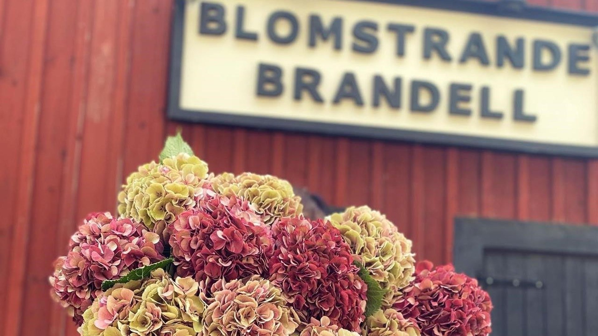 Bild till verksamhet: Blomstrande Brandell0