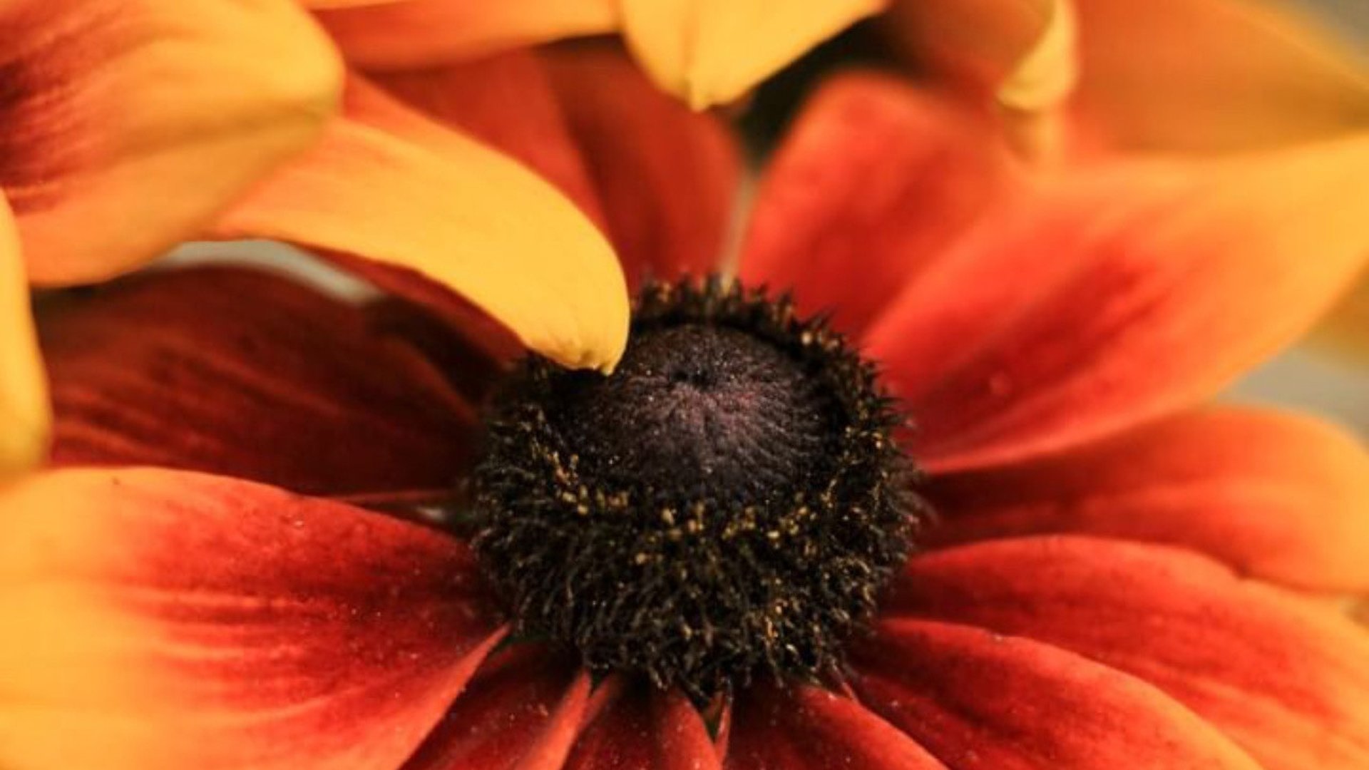 Blomma