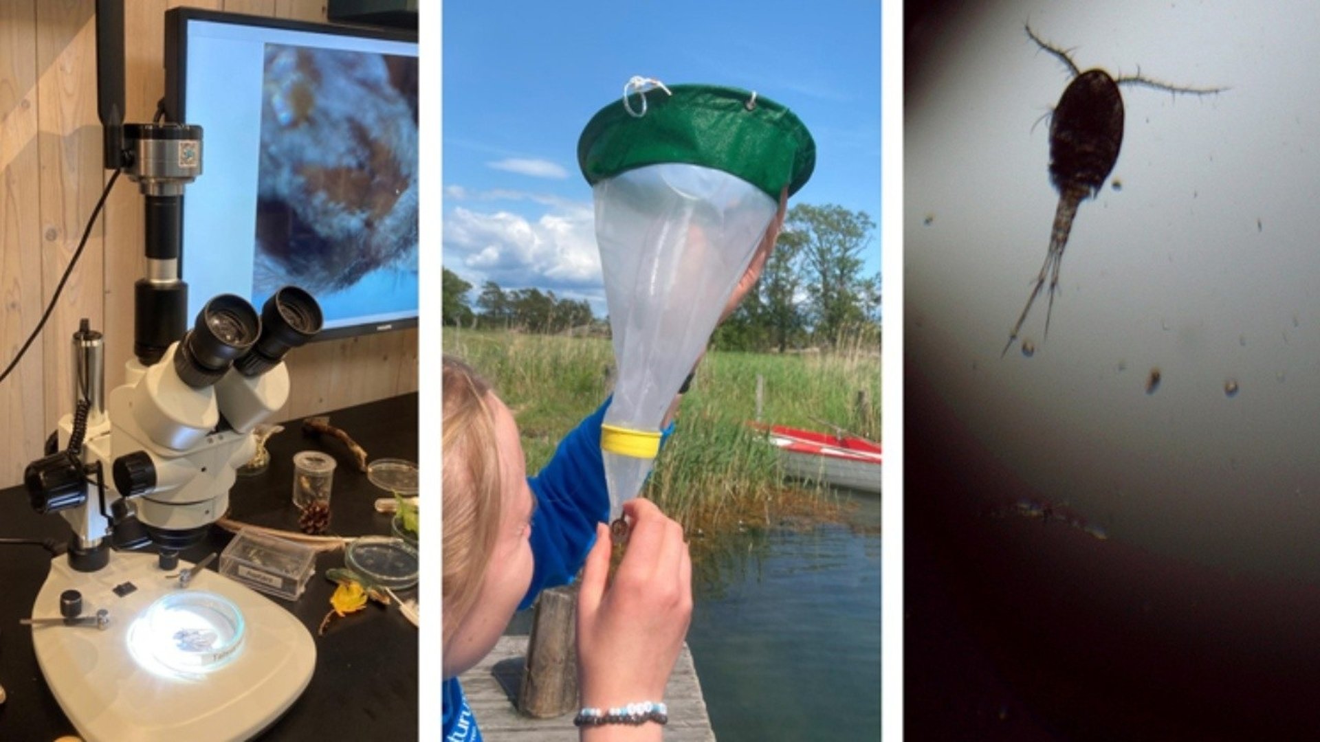 Collage med tre bilder där första bilden visar en stereolupp, andra bilden visar personal på naturum som undersöker fångsten i en planktonhåv och tredje bilden visar en hoppkräfta.