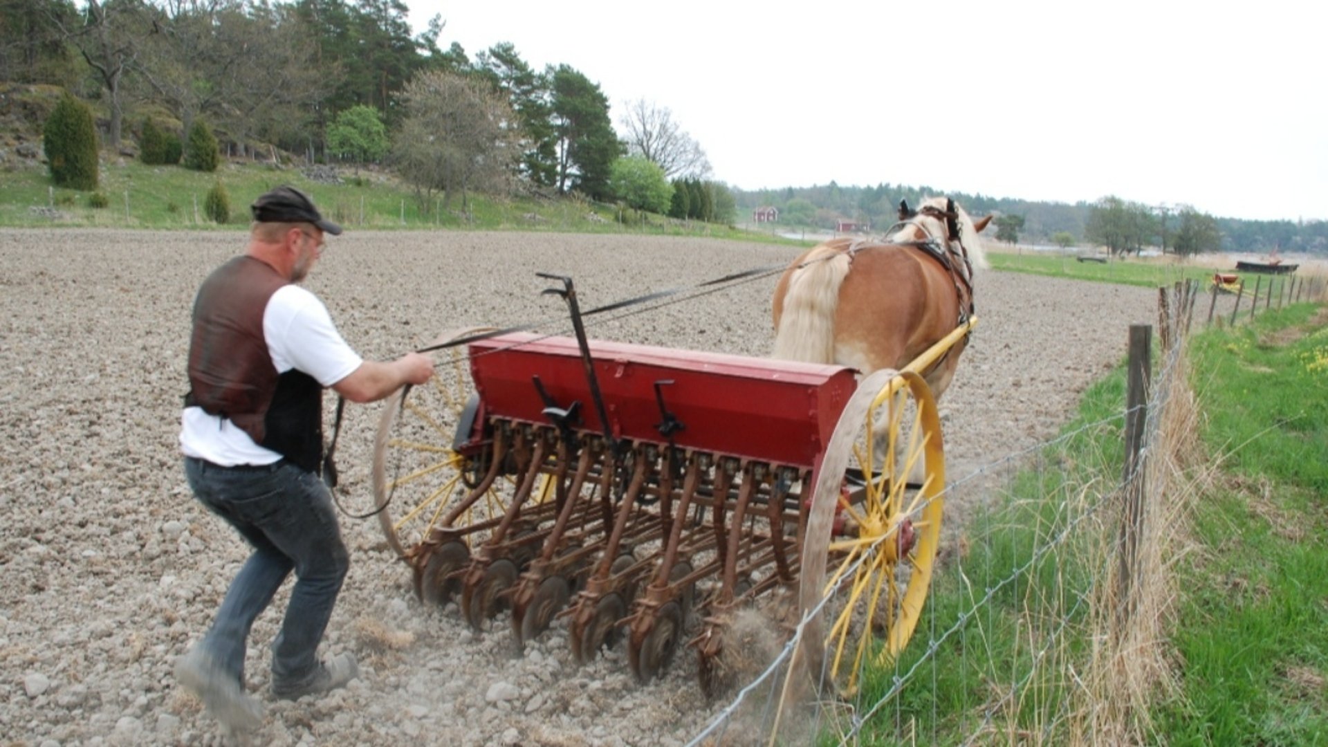 En man går bakom en såmaskin dragen av en häst. I bakgrunden ses gräs och träd.