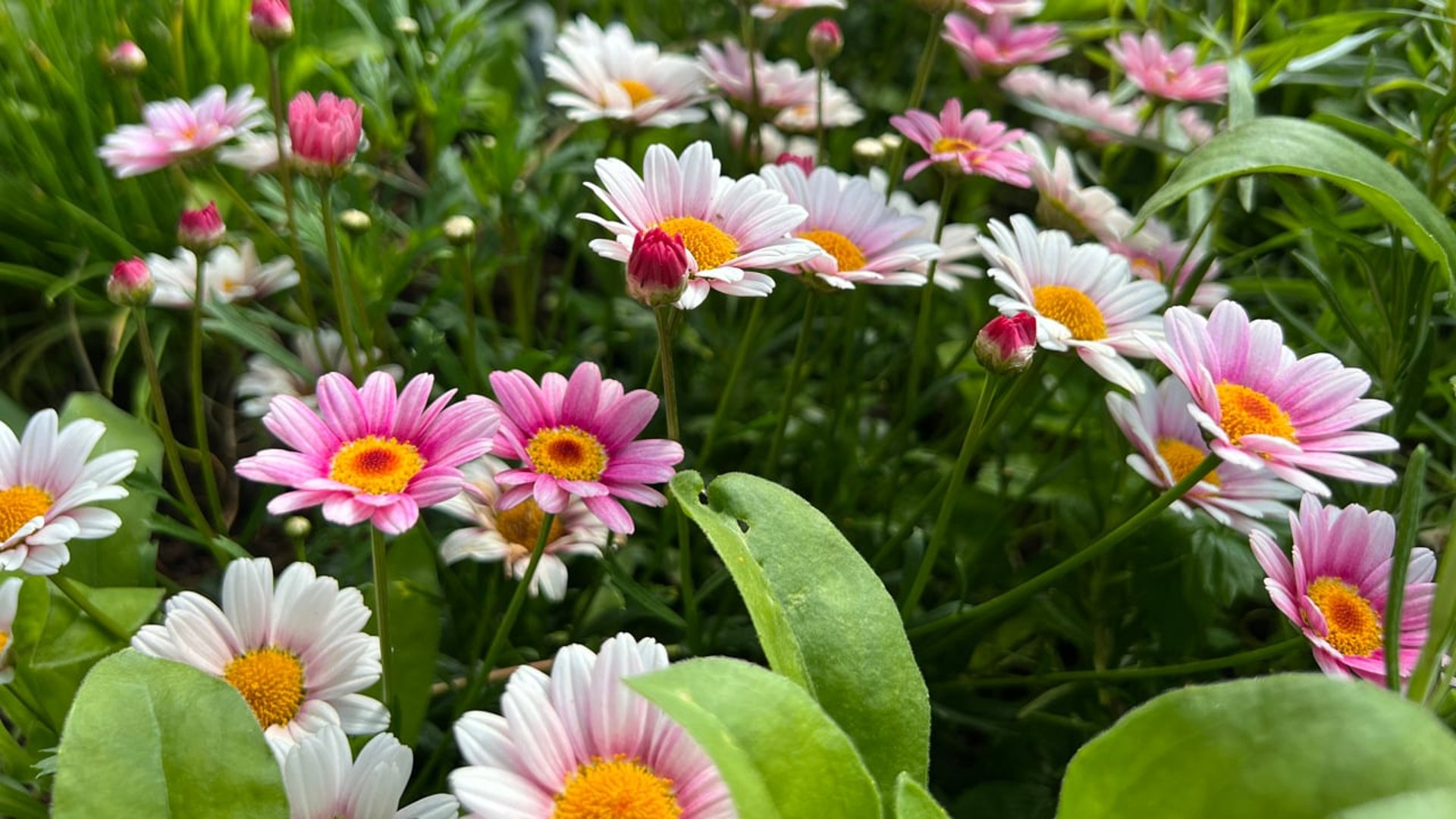 Rosa blommor.