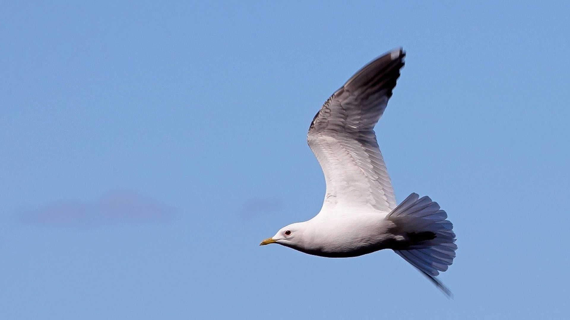 En fiskmås som flyger.