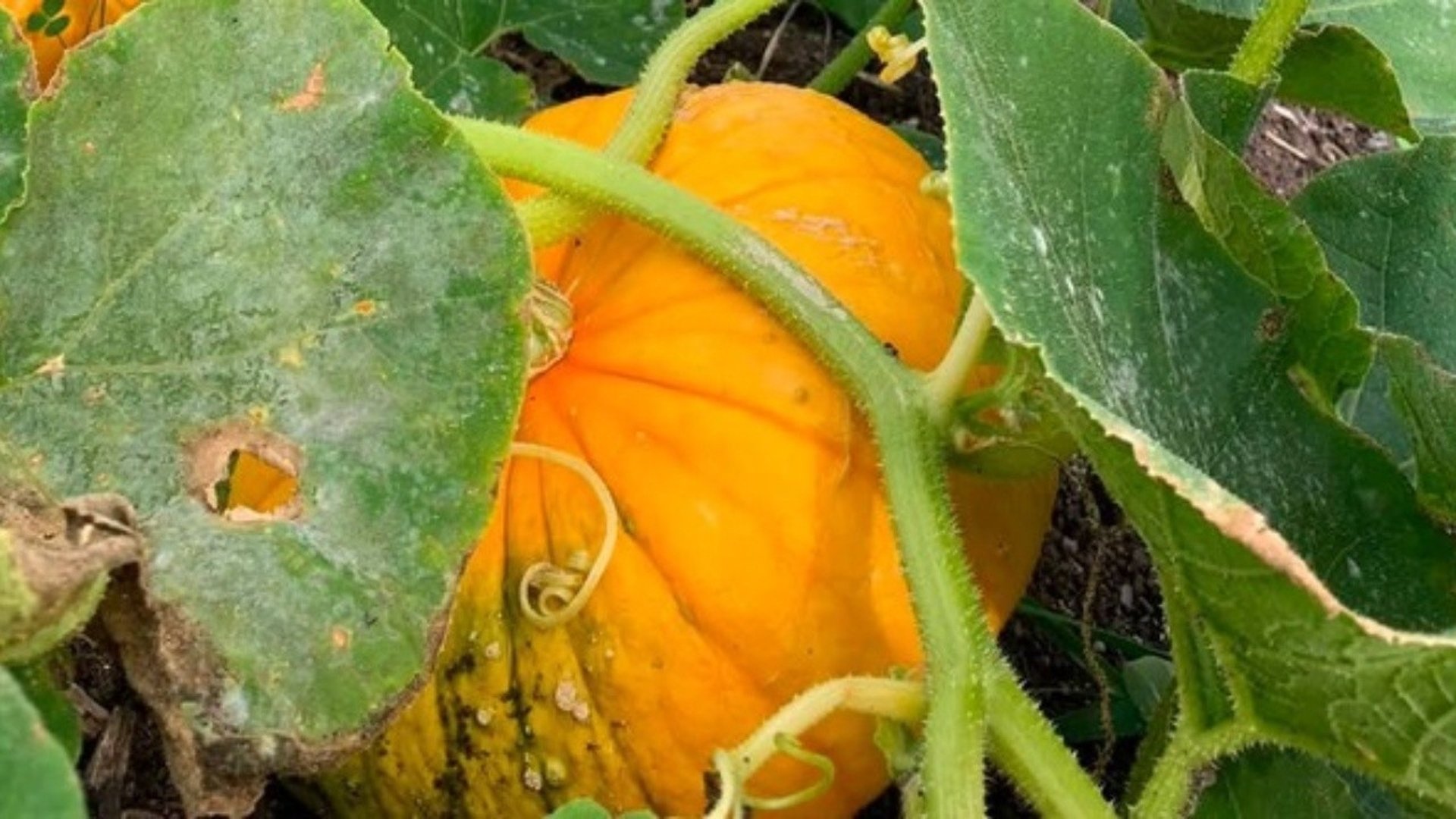 Pumpor i grönska