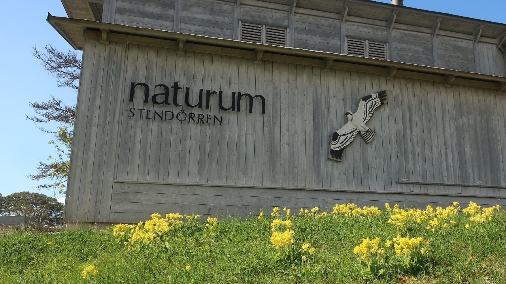 Gråaktig byggnad med texten naturum Stendörren på fasaden och blommande gullvivor på gräsmatta i förgrunden