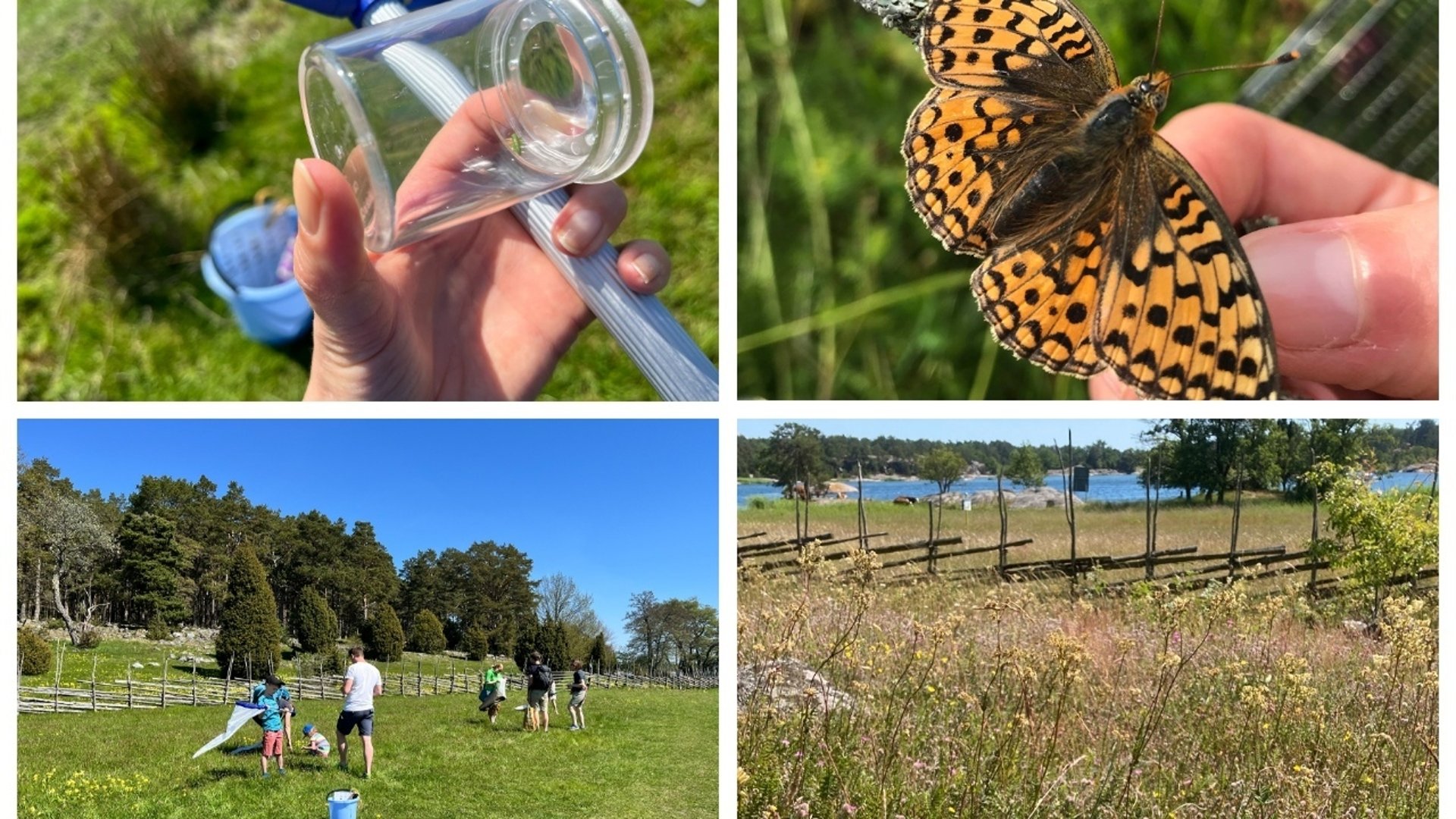 Kollage med foton på personer som håvar efter insekter på en äng, en närbild på en hand som håller i en luppburk av plast, en brun-orange fjäril samt en bild på en blommande äng med en gärdesgård och hav i bakgrunden.