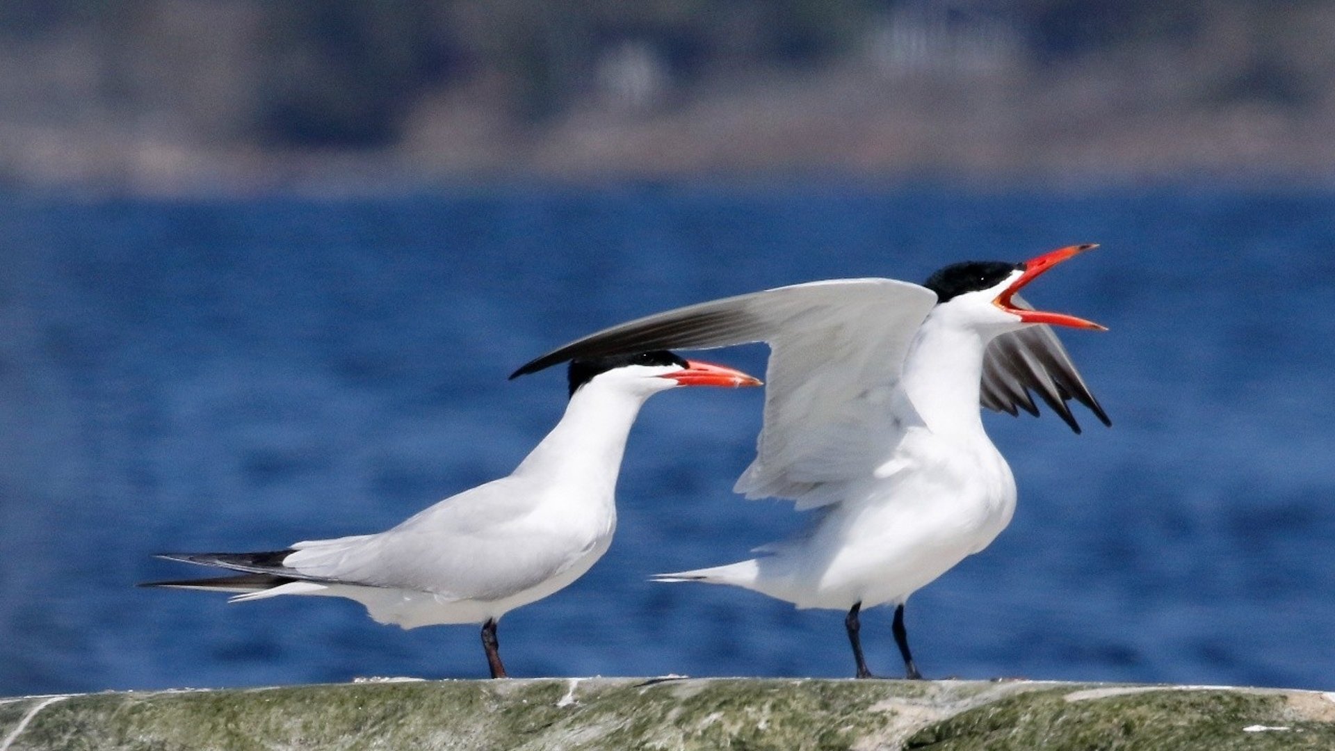 Bild på två skräntärnor på en klippa i skärgården. Haven syns i bakgrunden