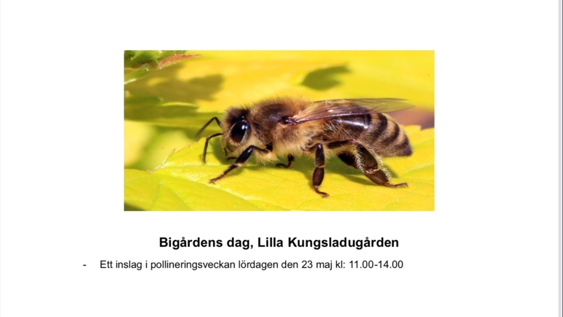 Bigårdens dag 23 maj ett inslag under pollineringsveckan