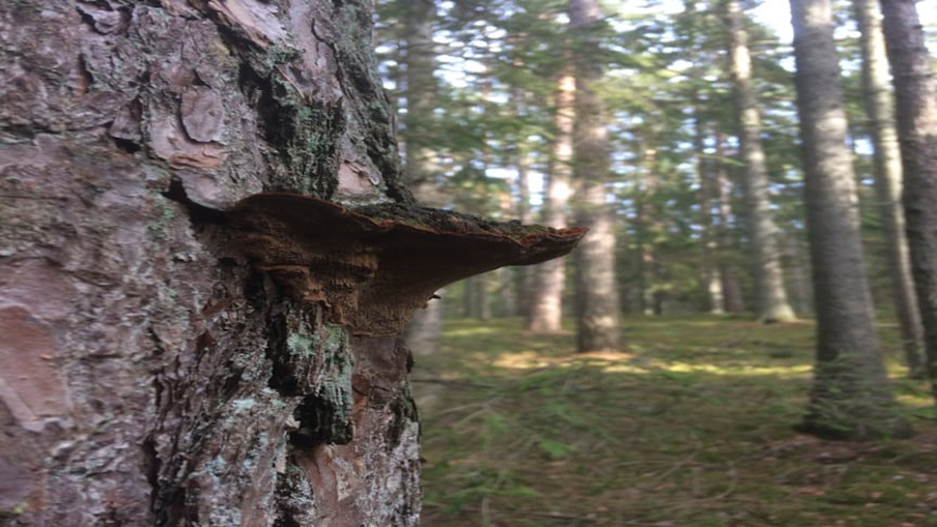 En tallticka växer på en tall.