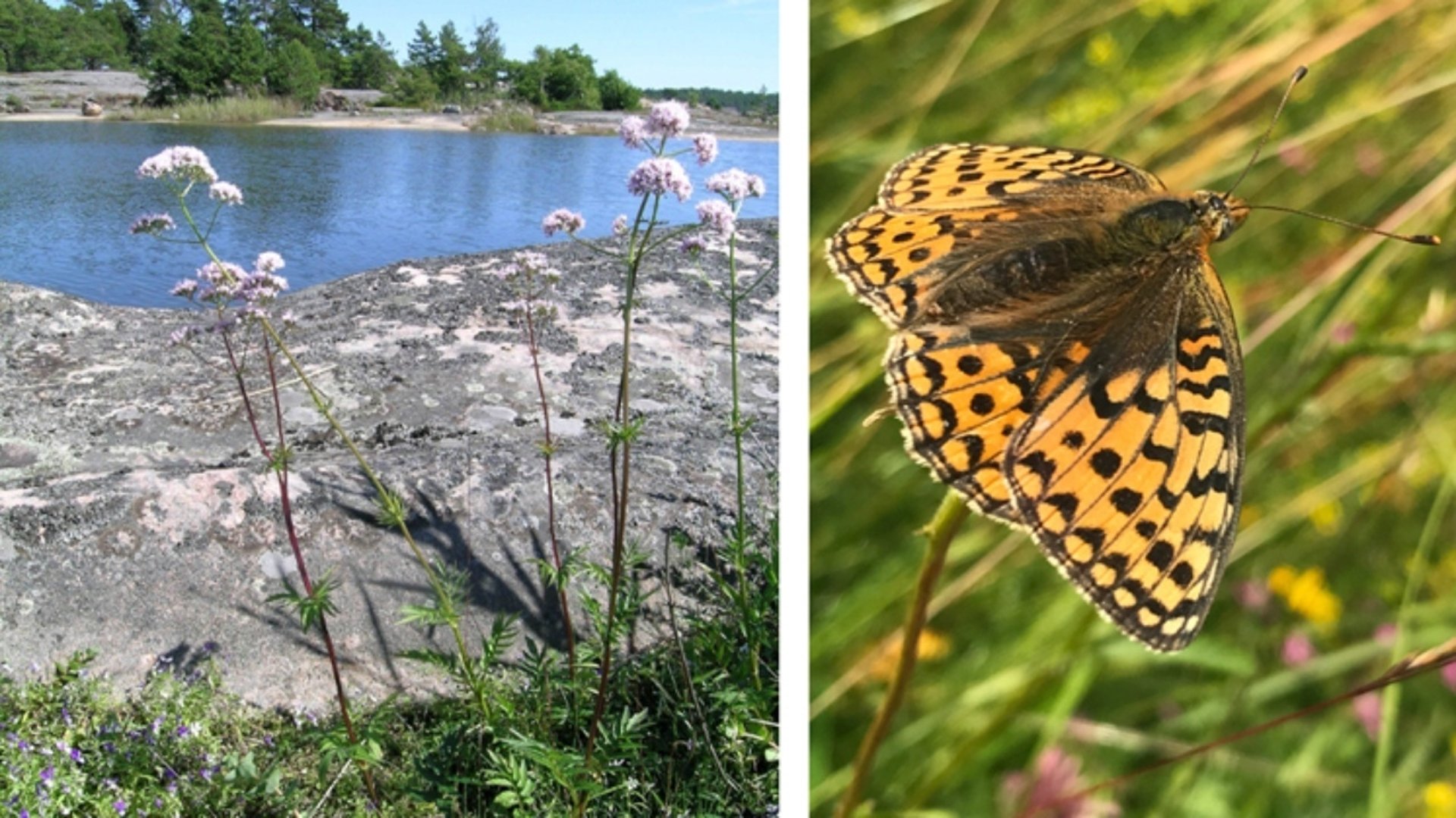 Skärgårdsbild med klippor och vänderot, bild med pärlemorfjäril