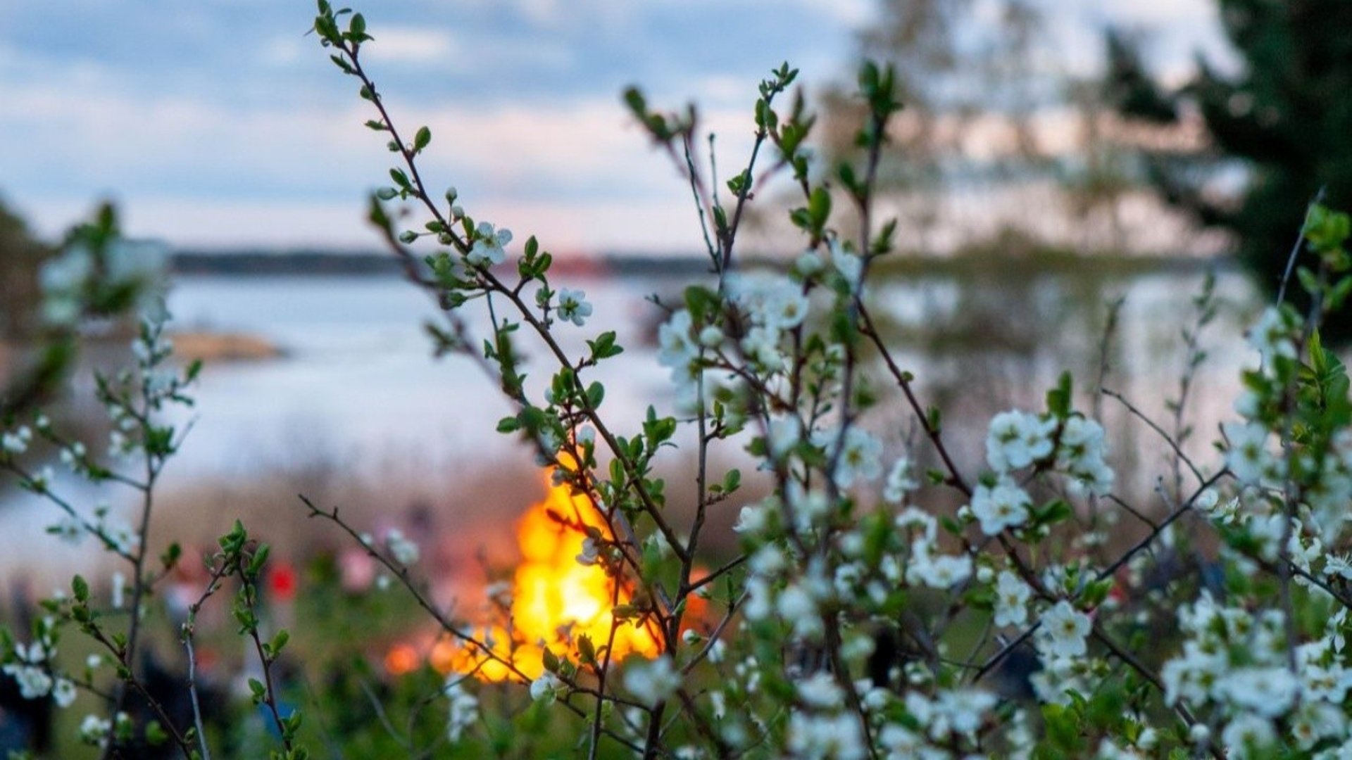 Nävekvarns Folkets park. I förgrunden grenar med späda gröna blad och vita blommor. Där bortom, i oskärpa, en valborgseld, människor och Bråviken.