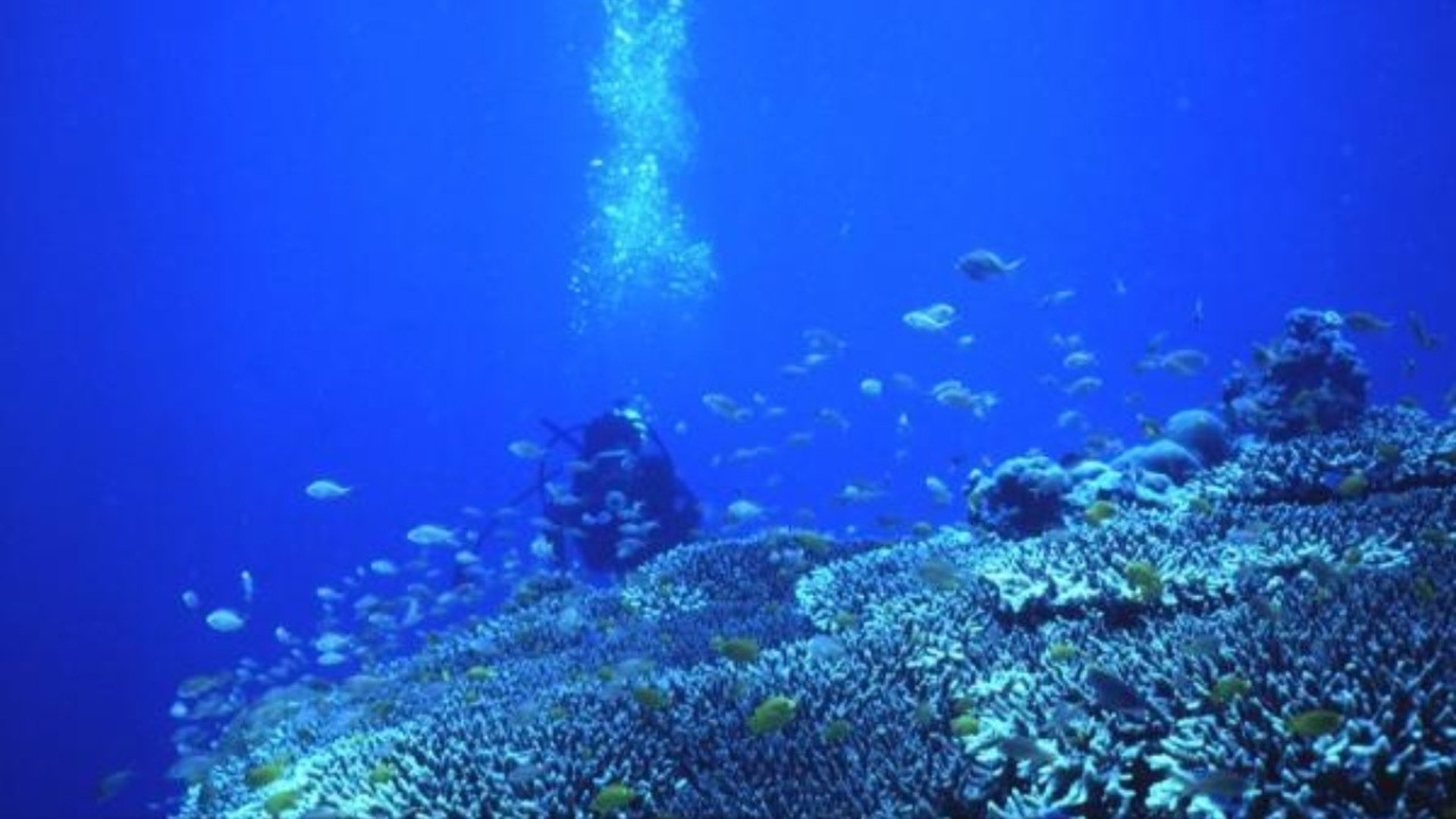 Undervattensbild på ett korallrev. En dykare i bakgrunden.