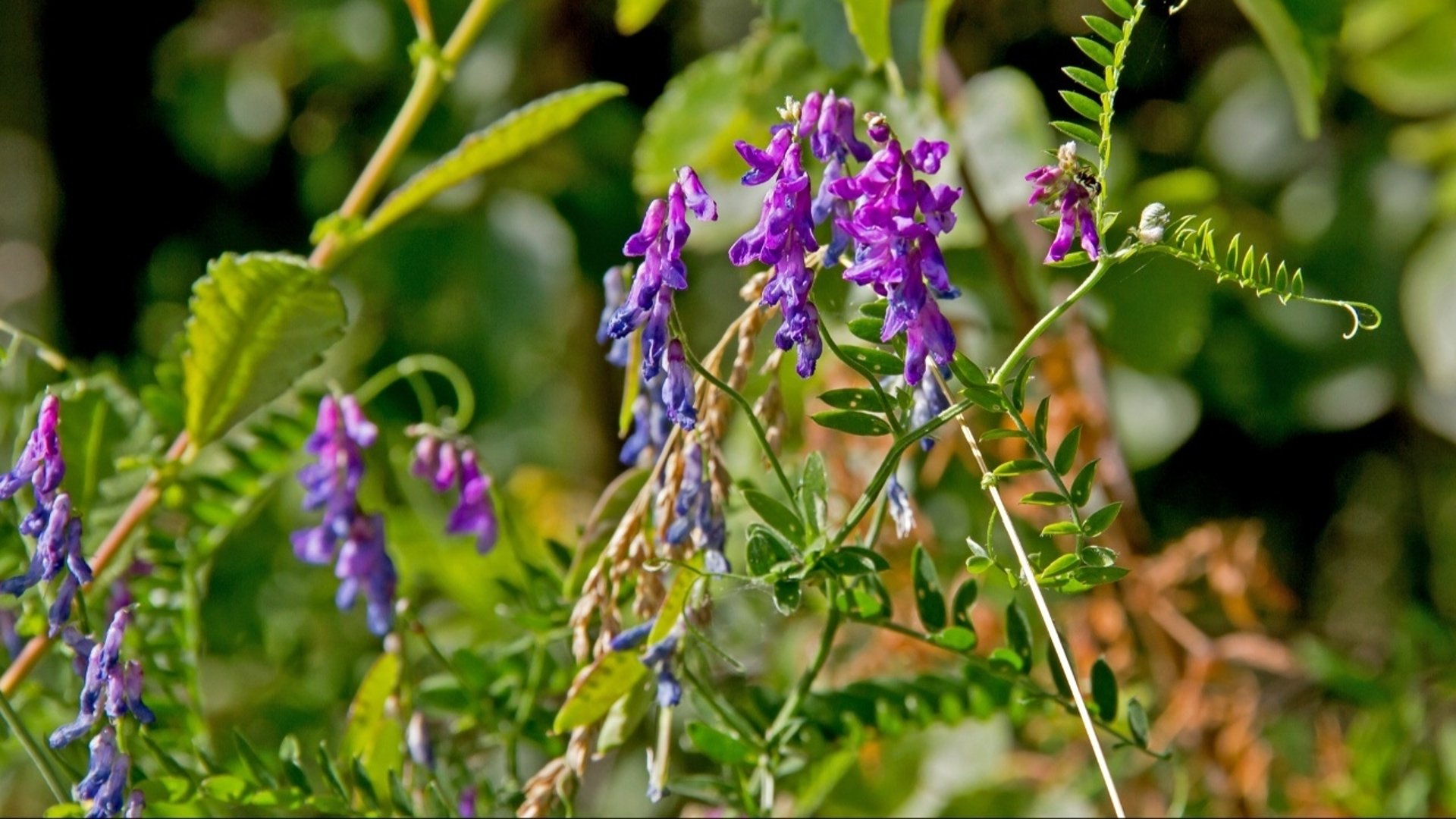 Lila blommor.