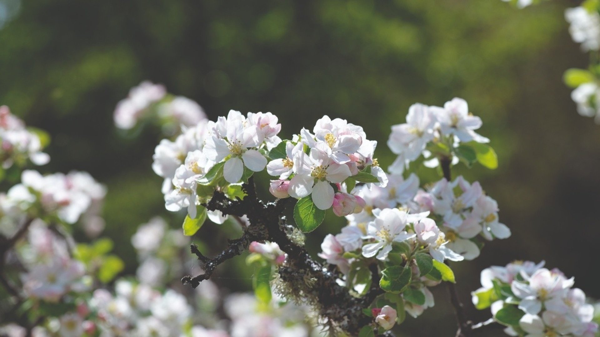 Vita blommor på ett träd.
