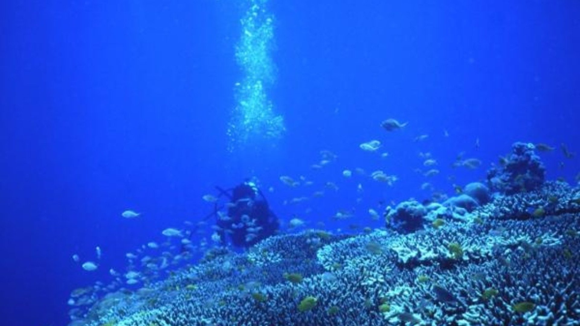 Undervattensbild på ett korallrev. En dykare i bakgrunden.