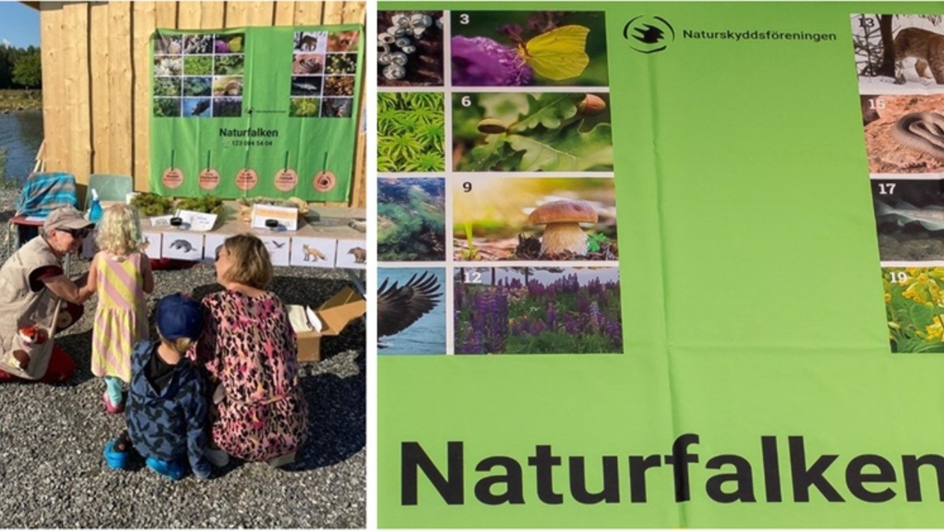 Kollage med två bilder. Bild 1: två personer sitter på huk och visar bilder på arter för två barn. Bild 2. Affisch med texten Naturfalken och Naturskyddsföreningens logotyp med en siluett av en falk. Foton på olika arter bland annat en svamp, en fjäril och eklöv med ekollon.