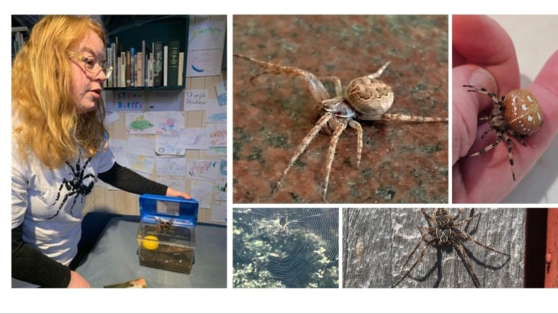 Kollage: Kvinna med terrarium, tre olika spindlar samt ett spindelnät.