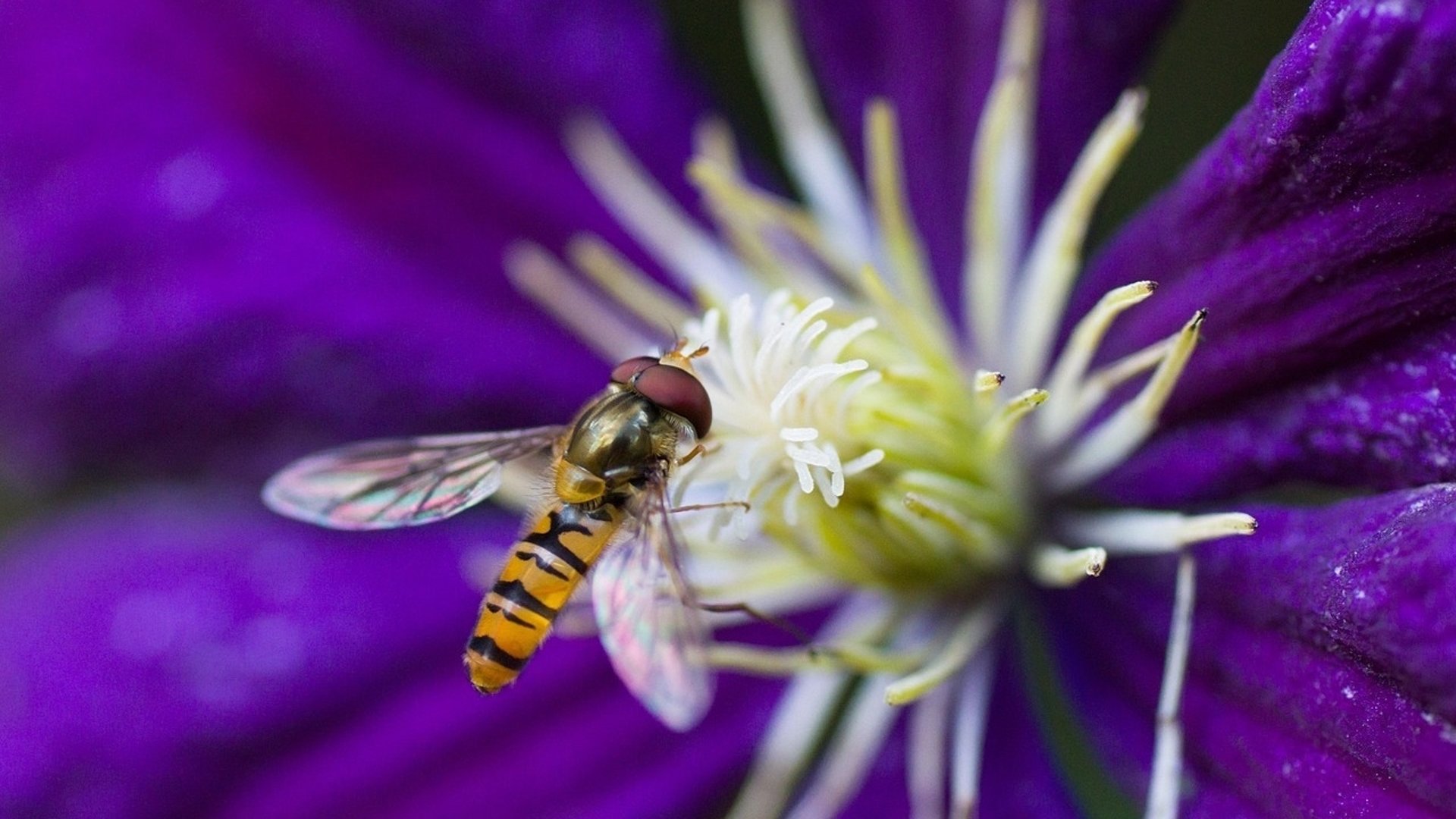 Föredrag av Jan Gustafsson,fågelföreningen Tärnan