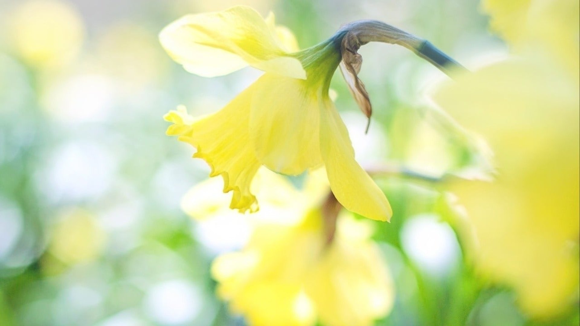 Påskbuffe på Blommenhof Hotell