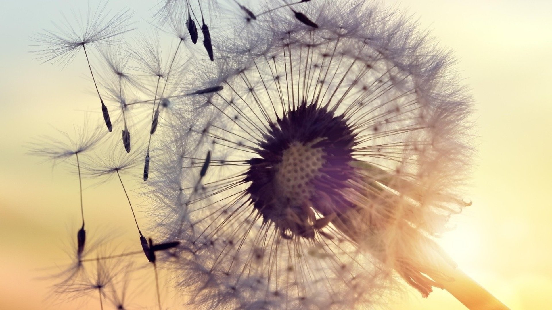 En önskeblomma (utblommad maskros) vajar i vinden och sprider sina frön i solnedgången.