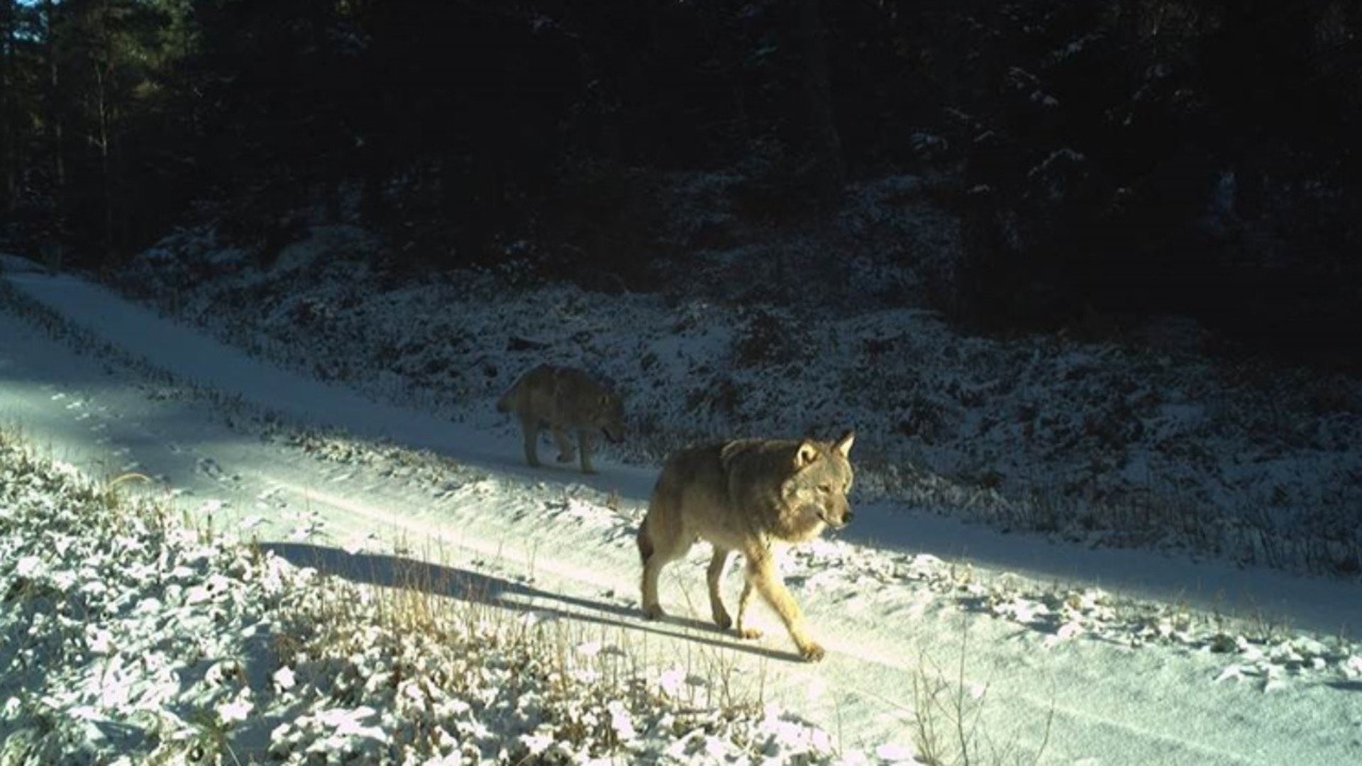 En bild visar två vargar som går längs en snötäckt skogsväg. Den främre vargen ser vaksam ut medan den andra följer tätt bakom, och deras tassavtryck syns i den vita snön Solen bryter genom träden och lyser upp vägen, vilket får snön att glimma i det varma ljuset.