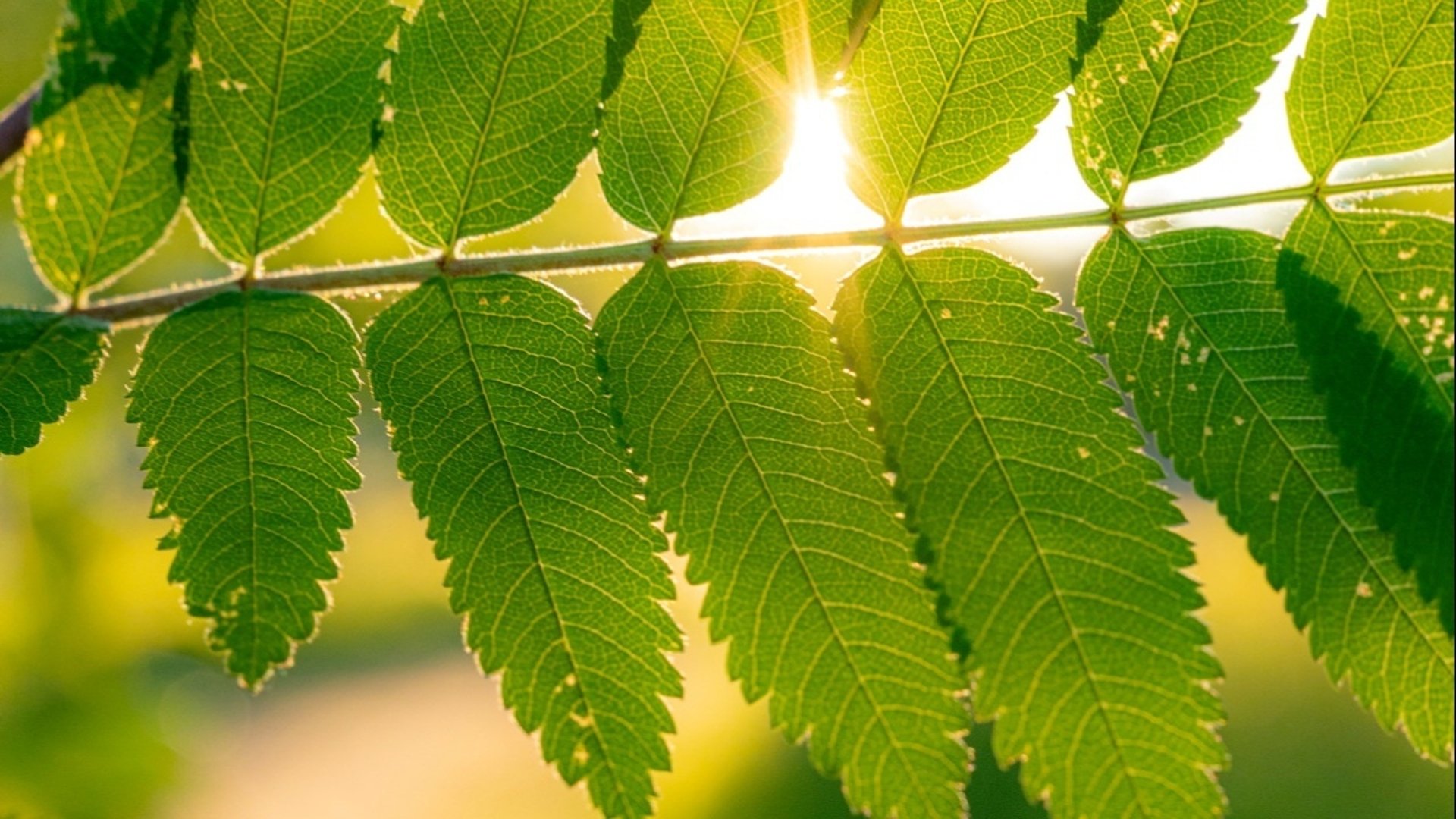 Sommarsol skiner genom gröna blad