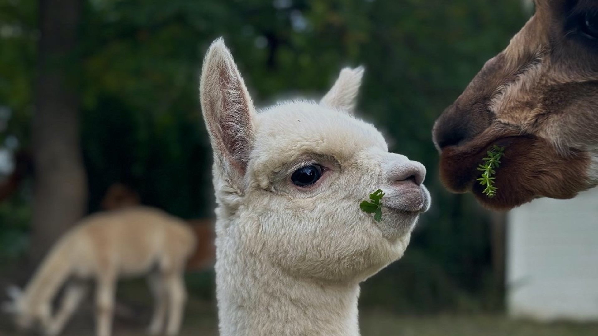Två alpackor som nosar på varandra