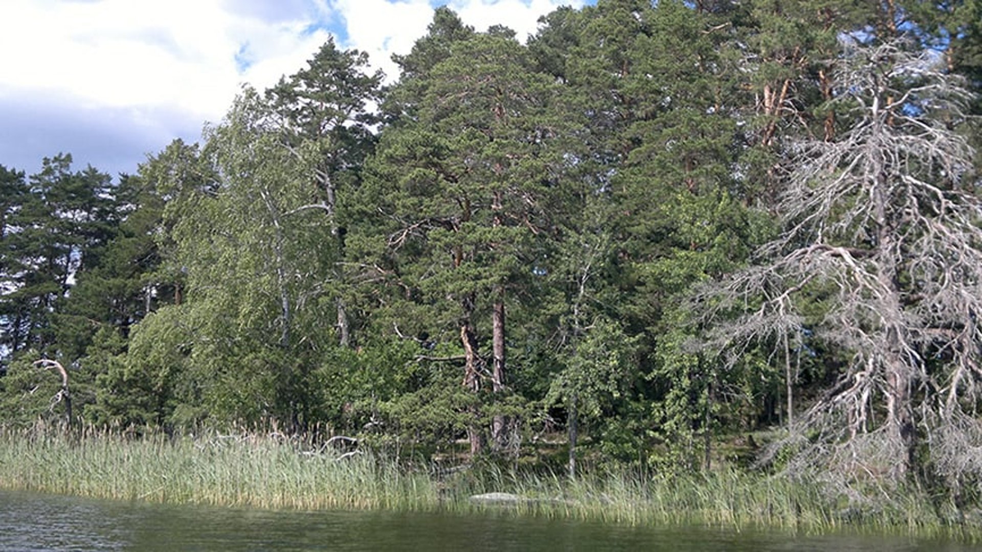 En skog vid ett vatten.