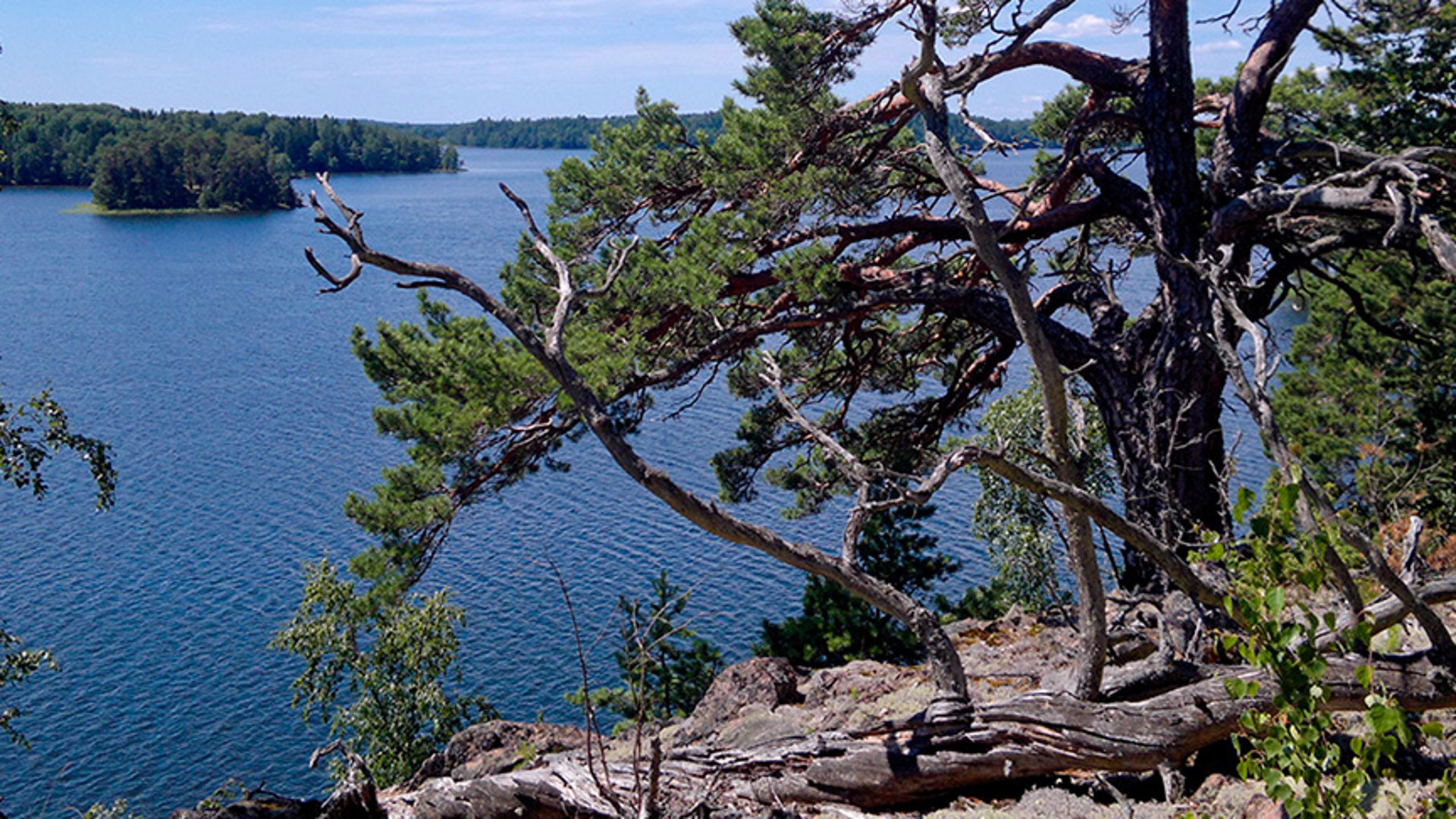 En bergssluttning med träd leder ned mot havet.