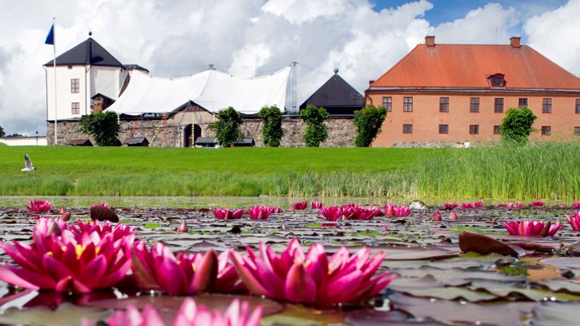 Rosa näckrosor i Svandammen framför Nyköpings hus.