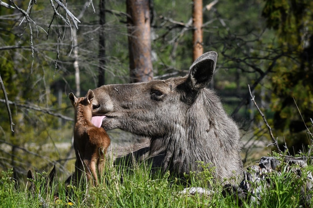 Öster Malma Wildlife Park