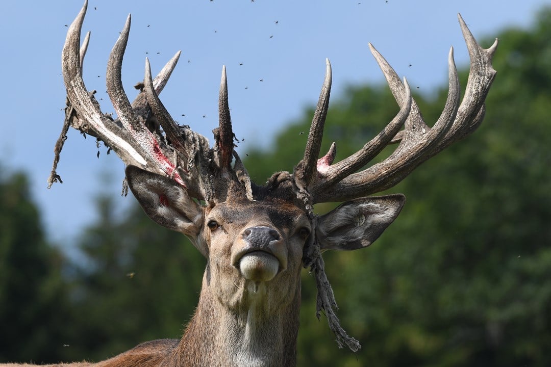 Bild till verksamhet: Öster Malma Wildlife Park1