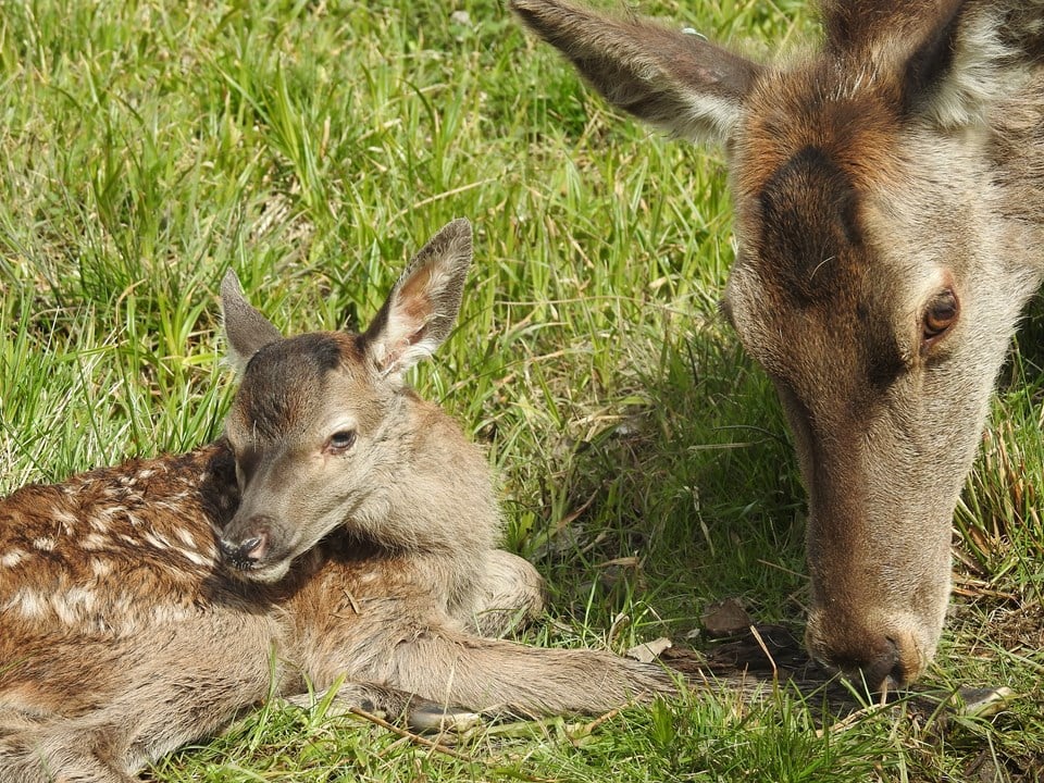 Bild till verksamhet: Öster Malma Wildlife Park2