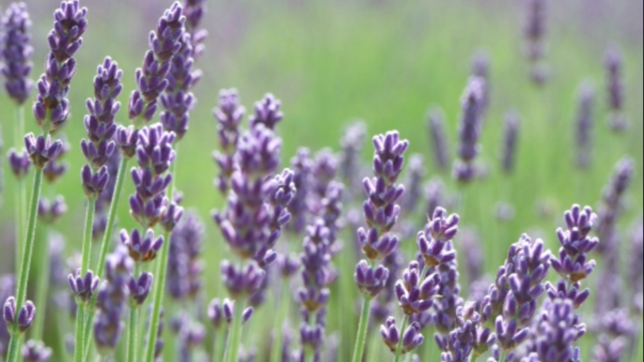 Bild till verksamhet: Aromett/Tonett