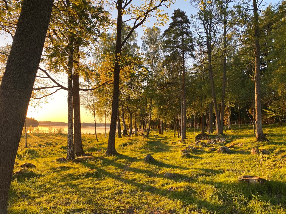 Bild till verksamhet: Skogsbad och skogsterapi Sörmland2