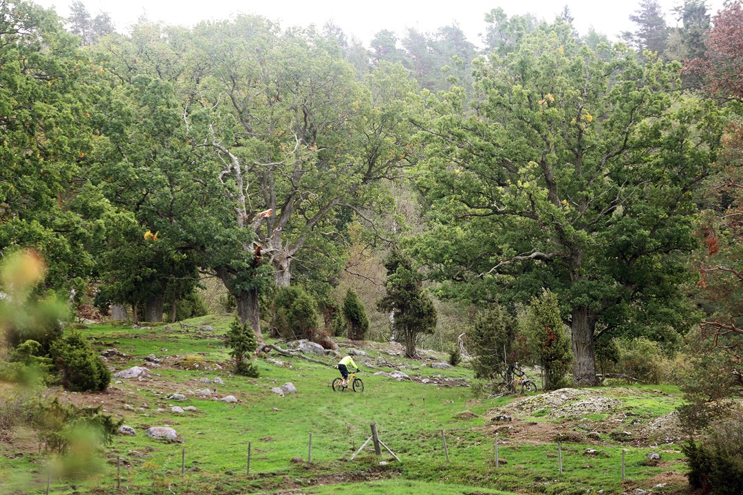 Bild till verksamhet: Bergs Gård MTB Arena2