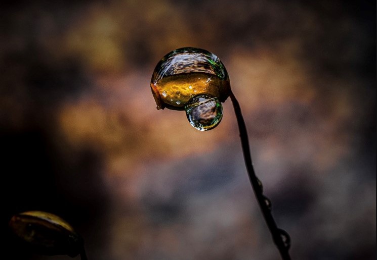 Björnmossa med daggdroppe, fotografi
