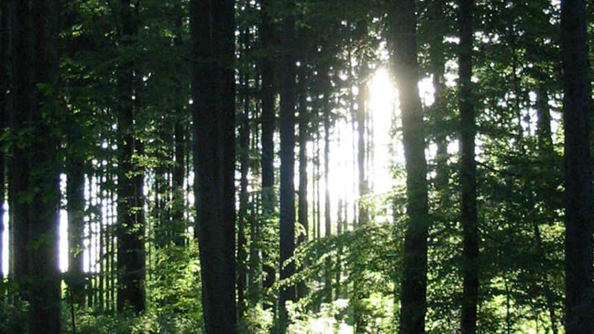 Solen strilar genom trädstammar i en skog.
