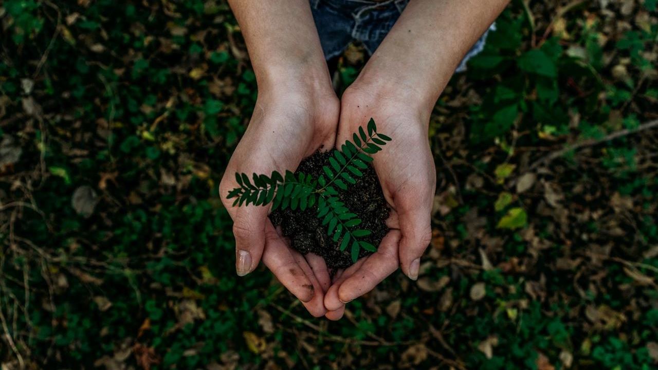 Närbild på kupade jordiga händer som håller en planta